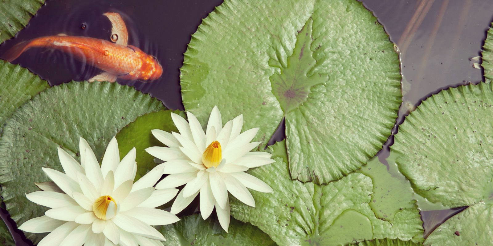 Koi fish in a pond with Lotus flowers.