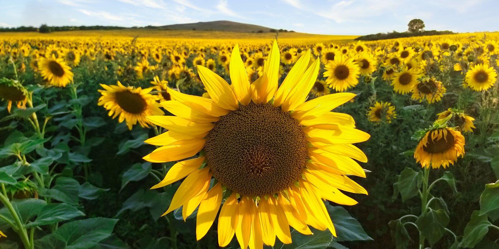 An abundant field of Sunflowers