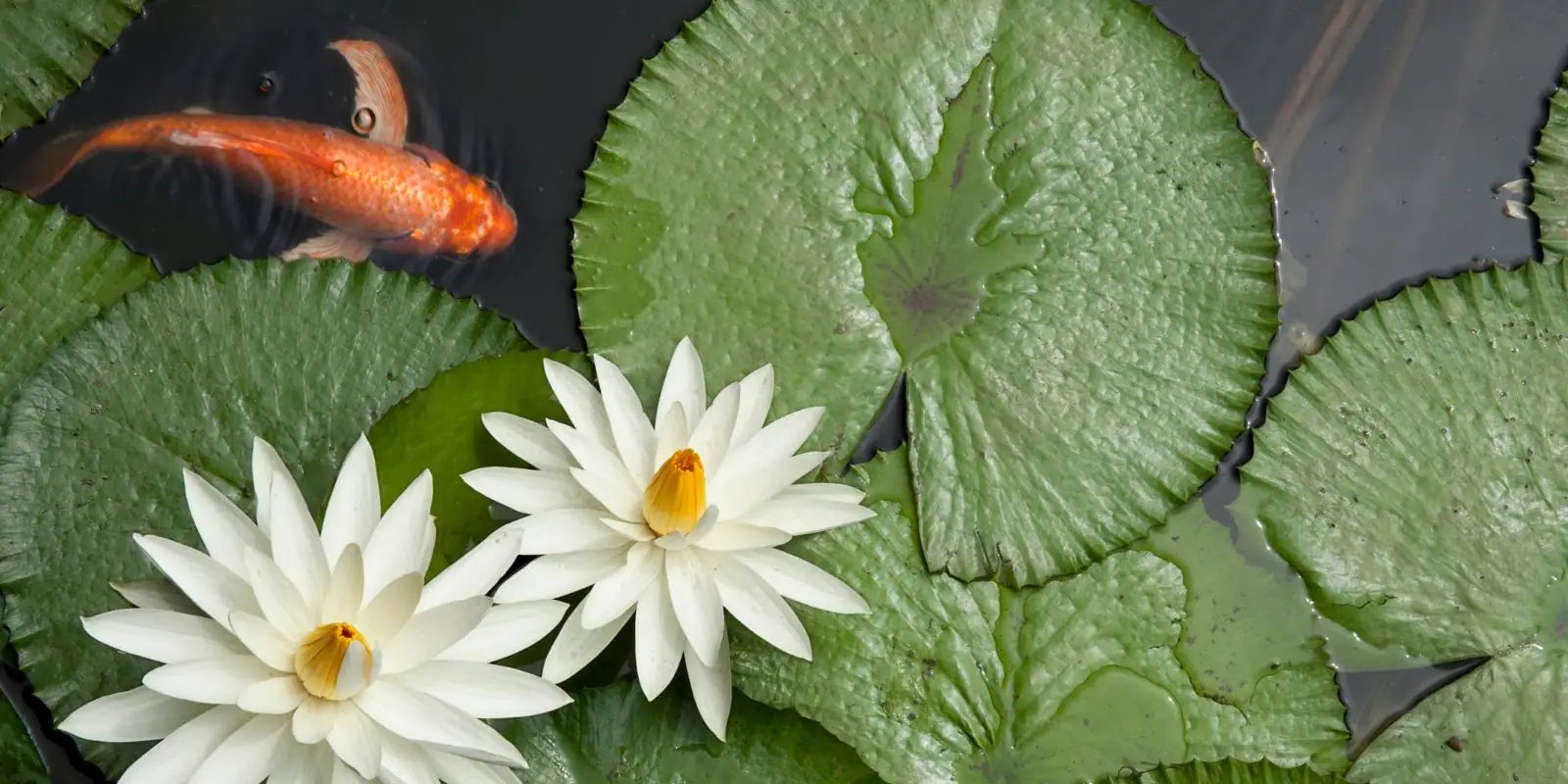 Two white lotus flowers bloom in a koi pond.